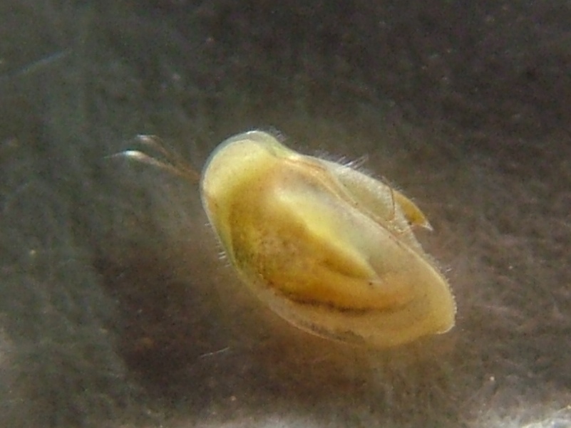Cypris bispinosa