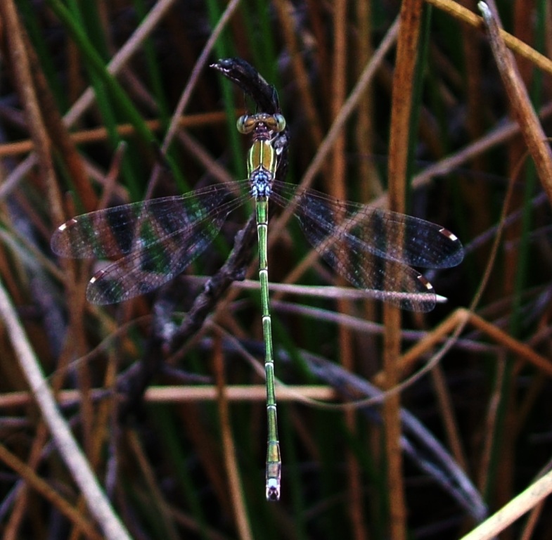Lestes barbarus