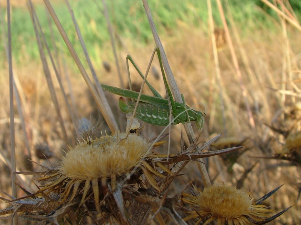 Tylopsis lilifolia (Phaneropteridae)