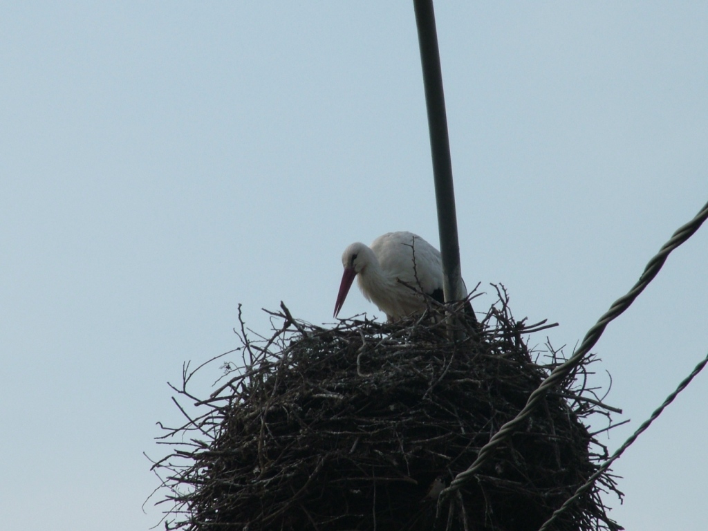 Le Cicogne di Zerbol�