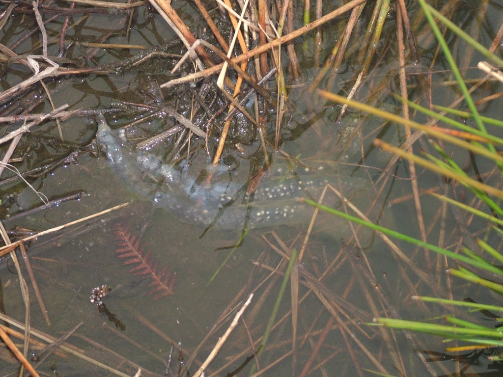 Ovatura di Bufo bufo?