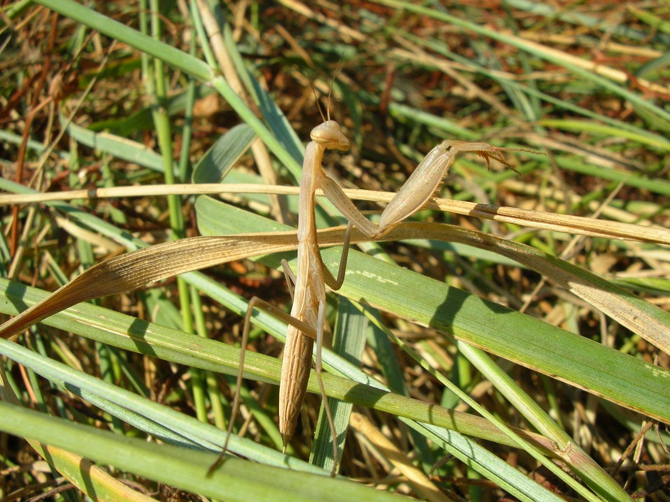 ninfa di Mantis religiosa