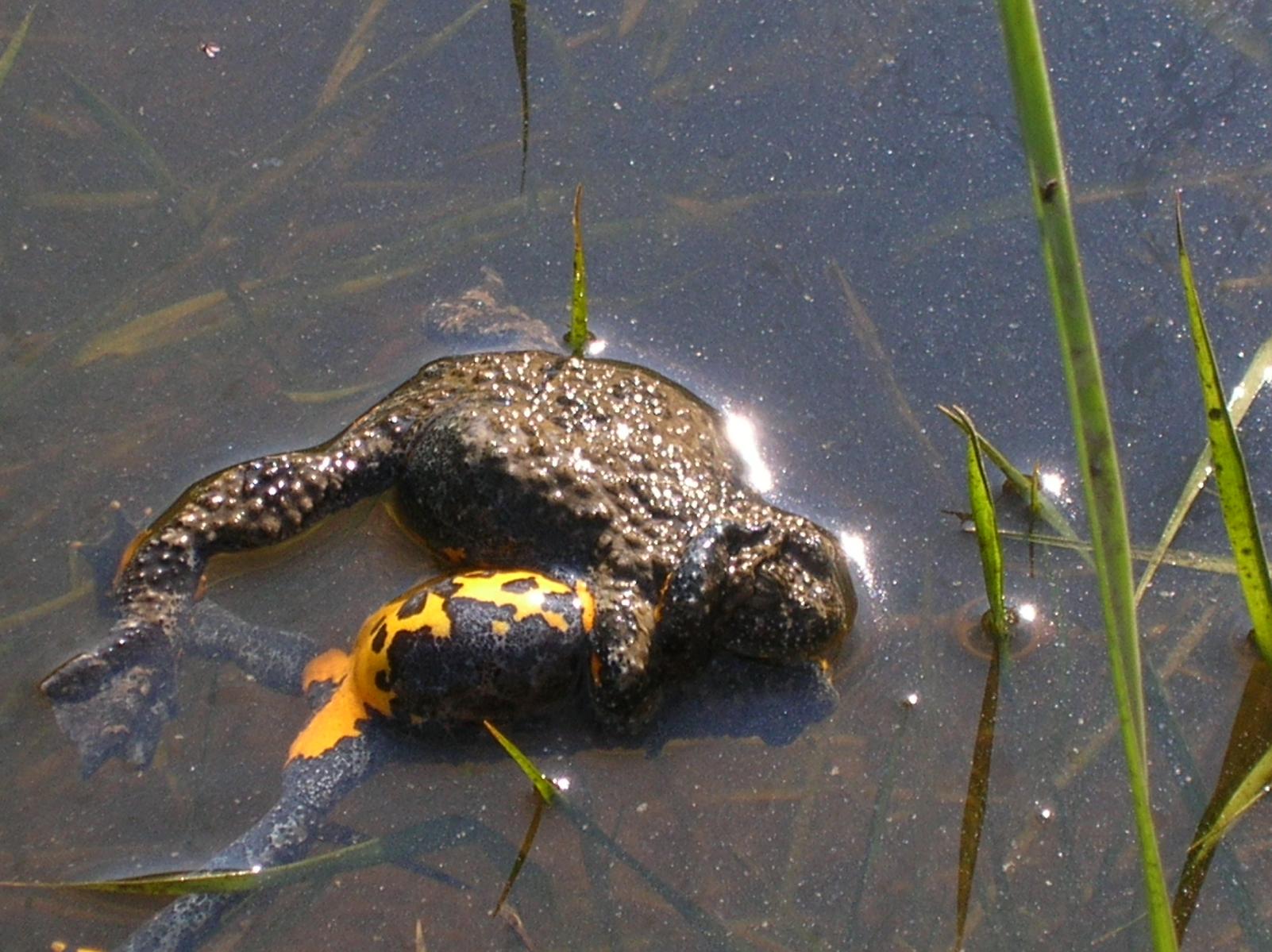 Ululone - Bombina pachypus