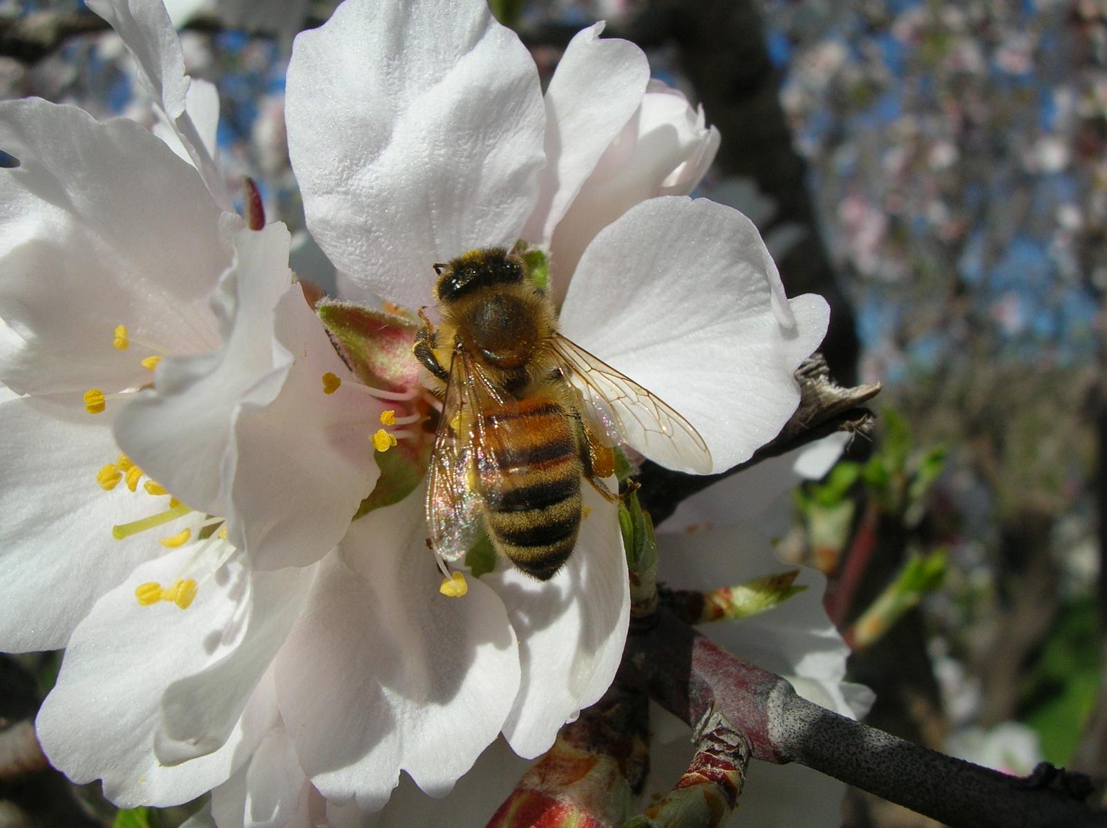 Apis mellifera a confronto con Eristalis sp.