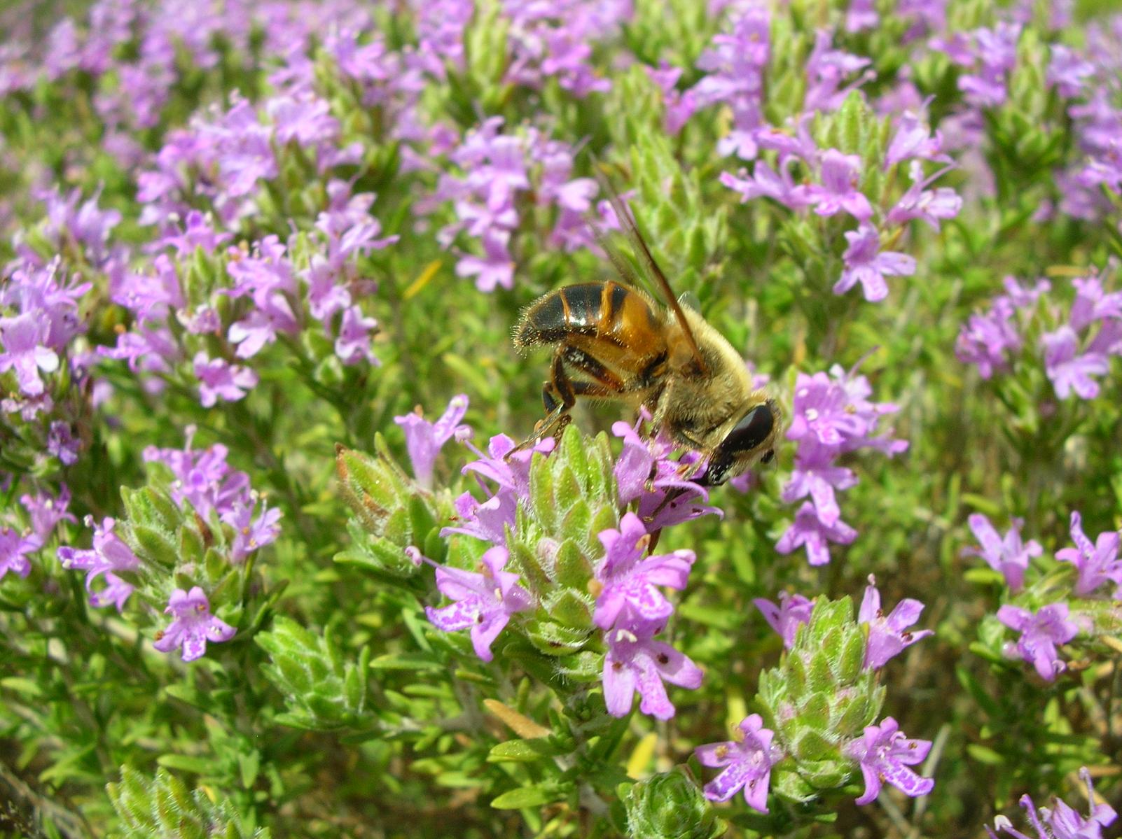 Apis mellifera a confronto con Eristalis sp.