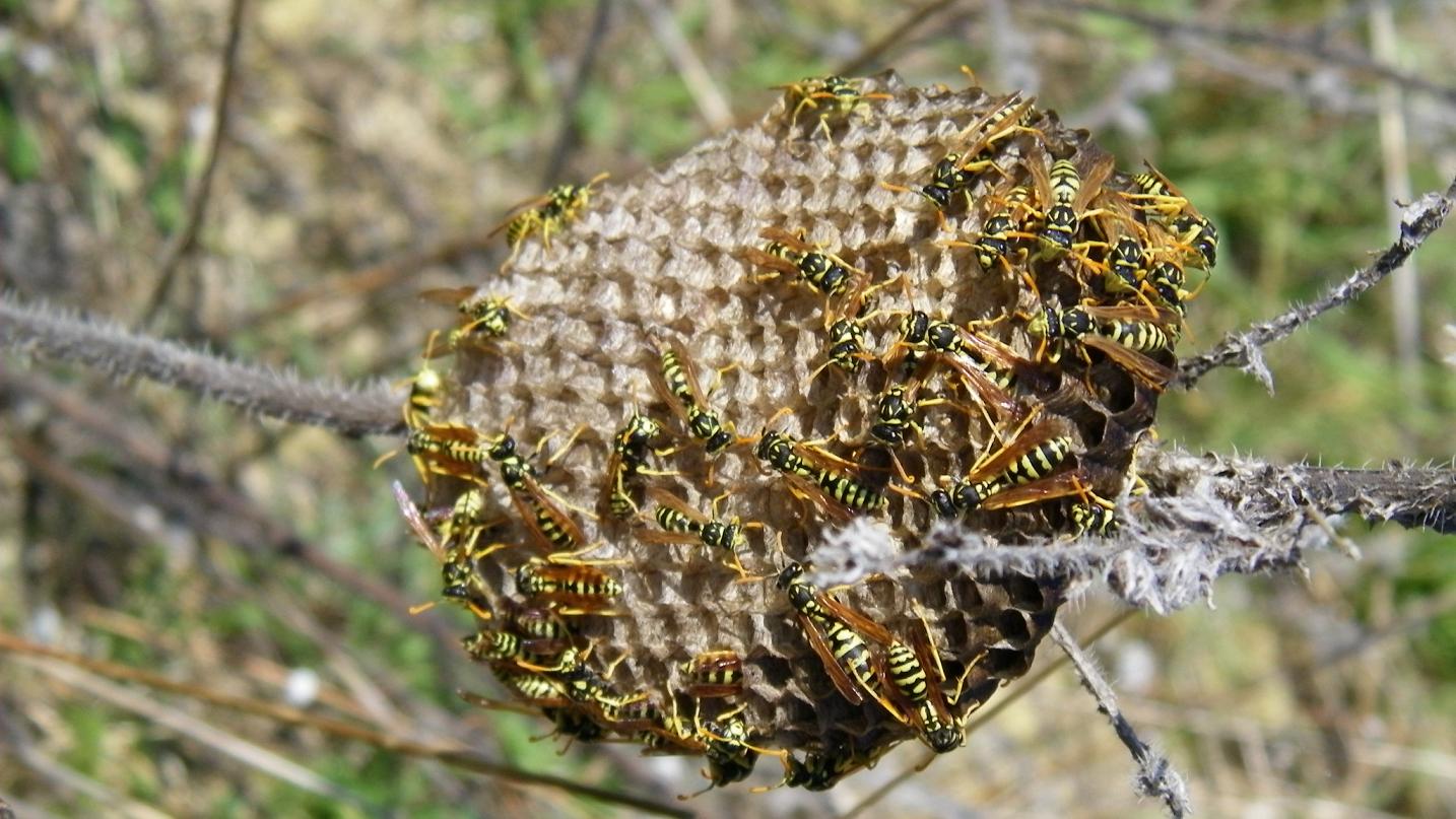 Nidi vari: Chalicodoma, Polistes e probabile Sceliphron