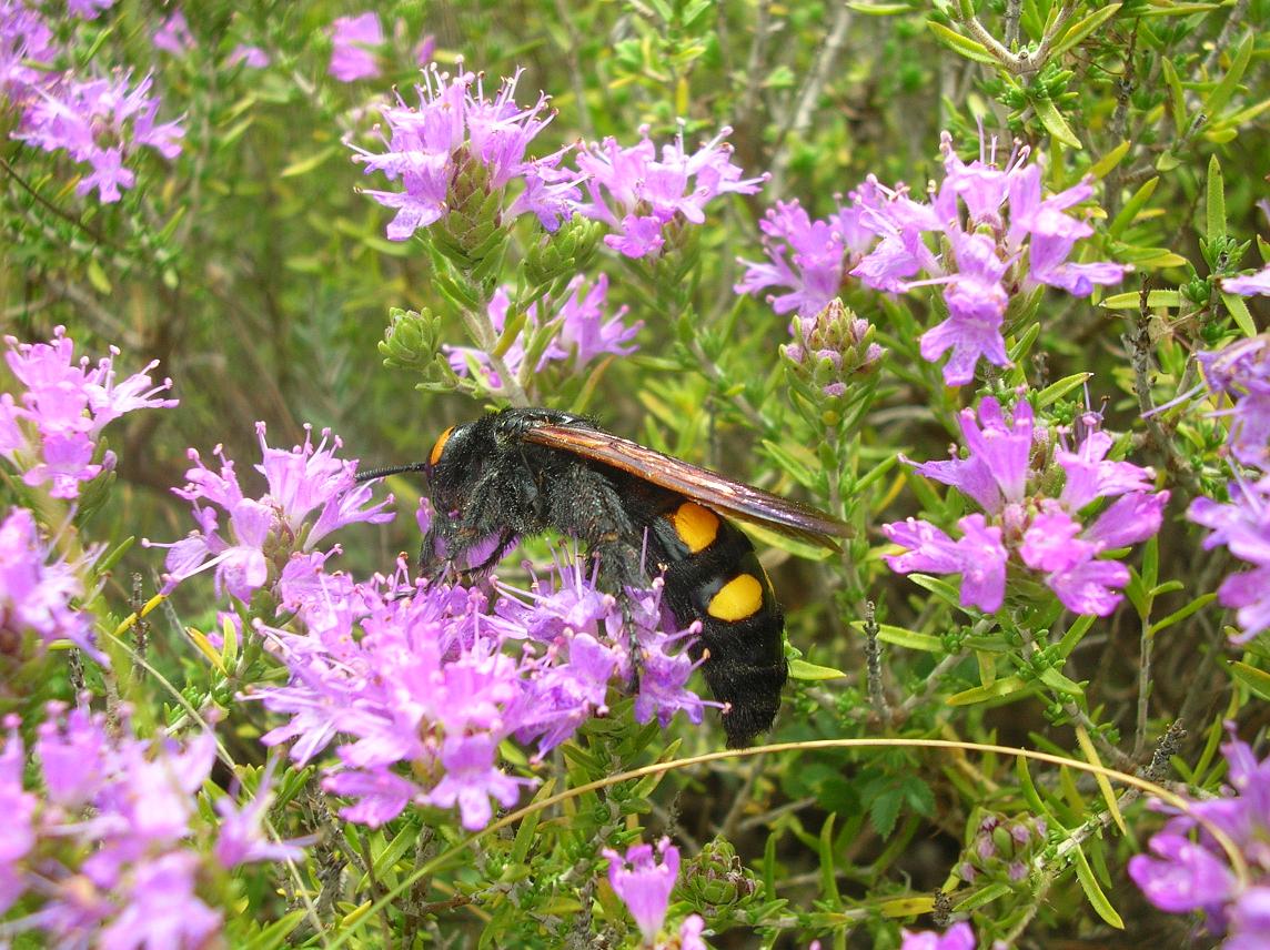 Megascolia maculata flavifrons, Cryptocheilus rubellus e Sphex sp.