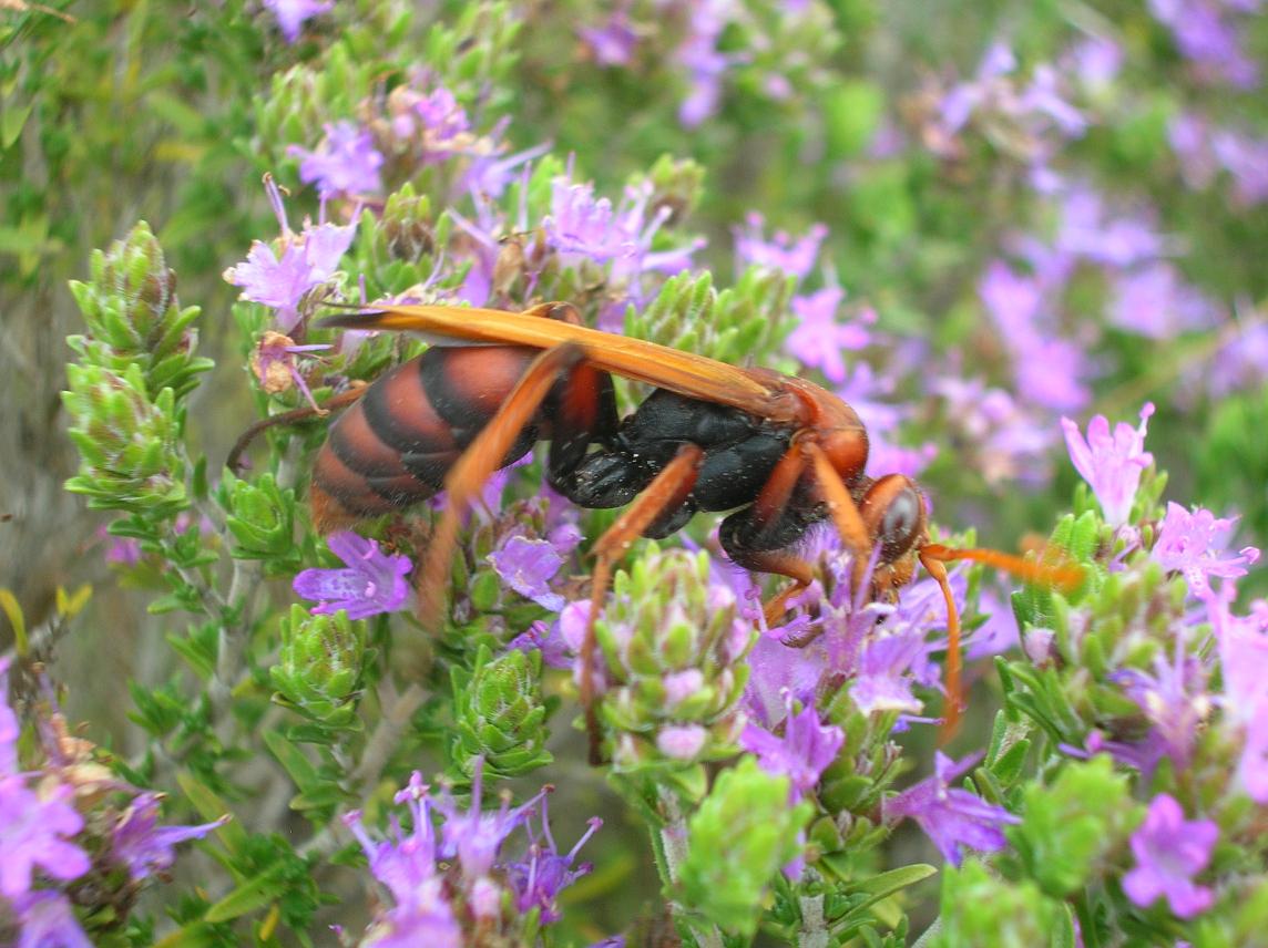 Megascolia maculata flavifrons, Cryptocheilus rubellus e Sphex sp.