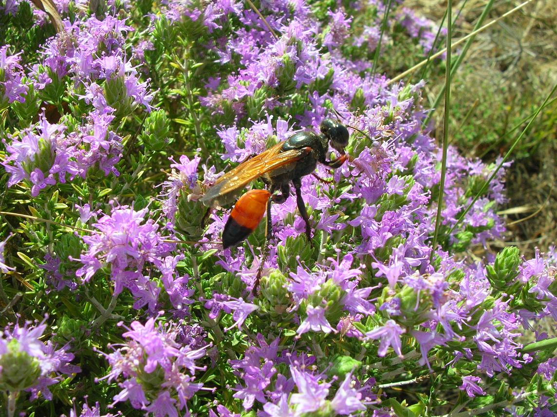 Megascolia maculata flavifrons, Cryptocheilus rubellus e Sphex sp.