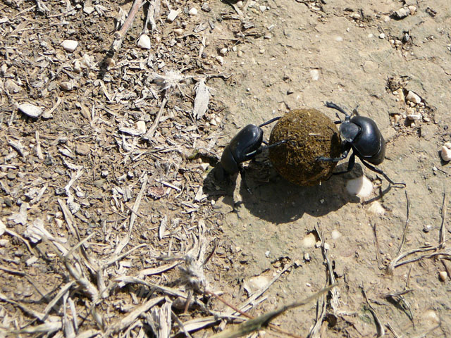 Stercorario: Gymnopleurus