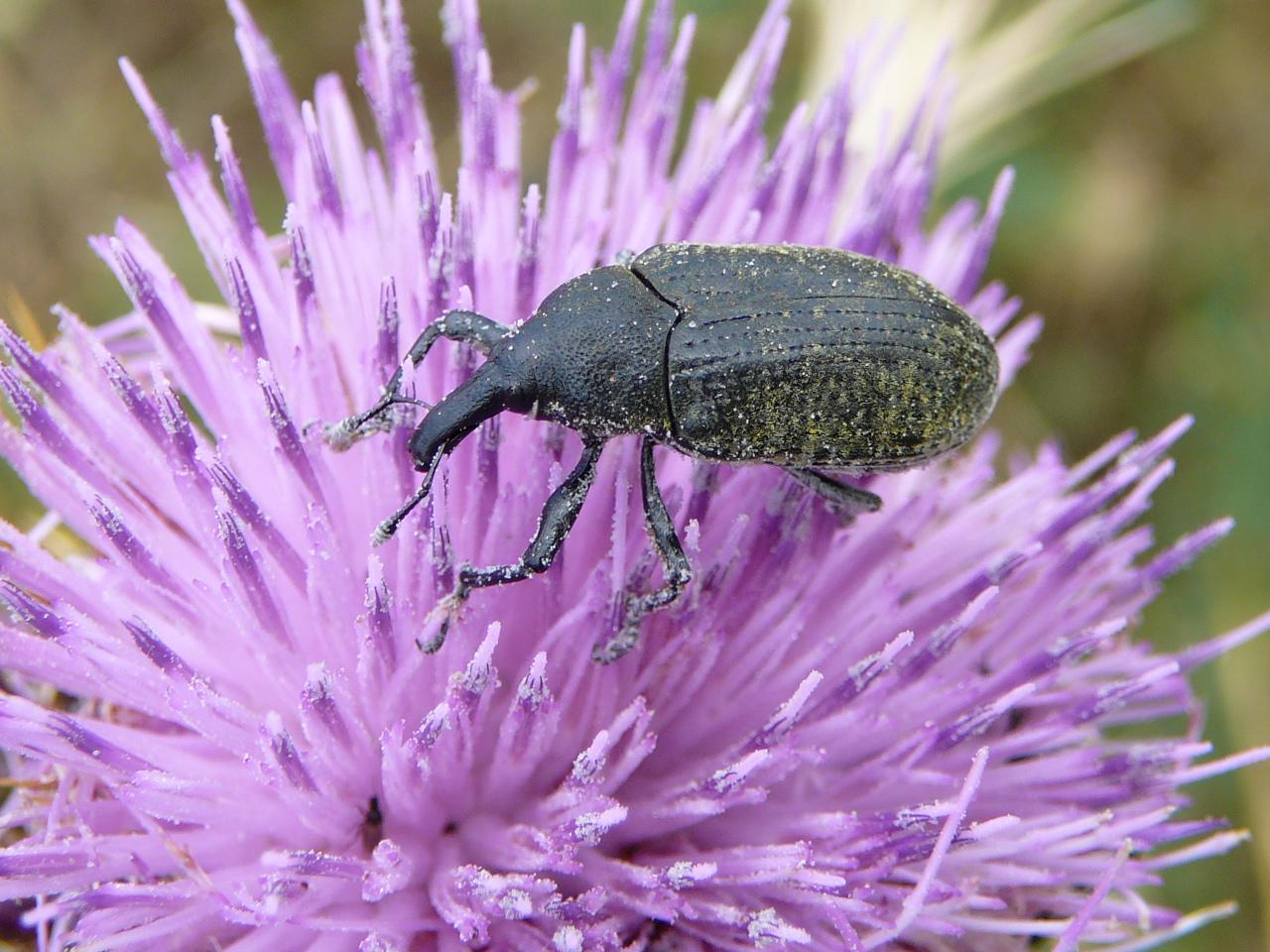 da identificare: Larinus