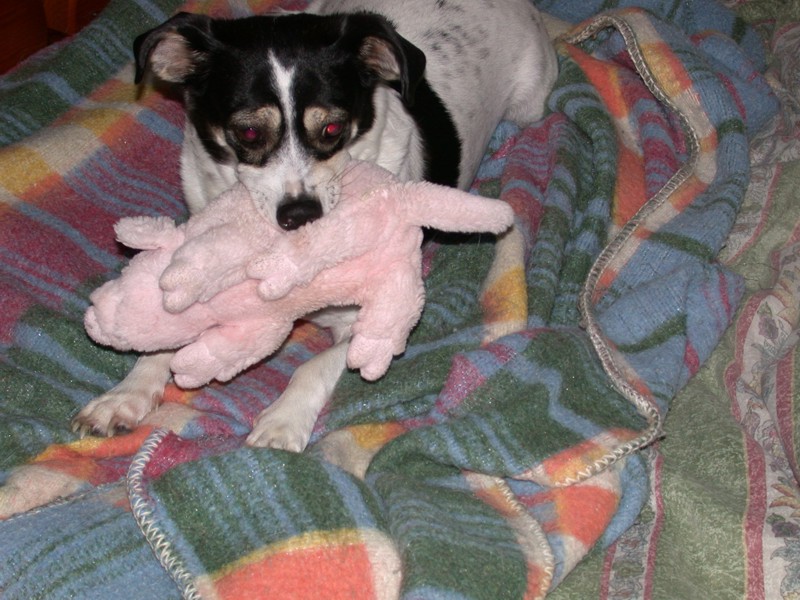 Attacco feroce di cane su porco (immagini crude)