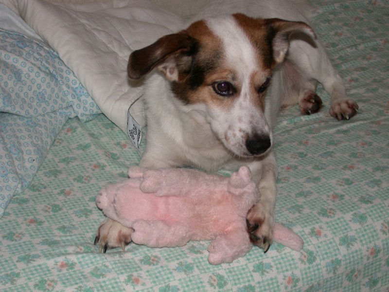 Attacco feroce di cane su porco (immagini crude)