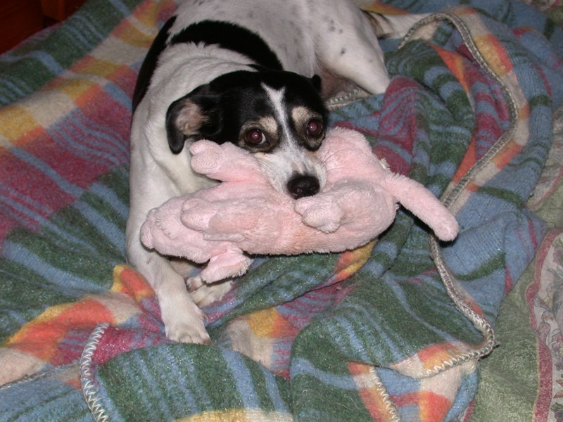 Attacco feroce di cane su porco (immagini crude)