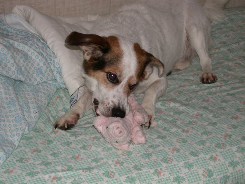 Attacco feroce di cane su porco (immagini crude)