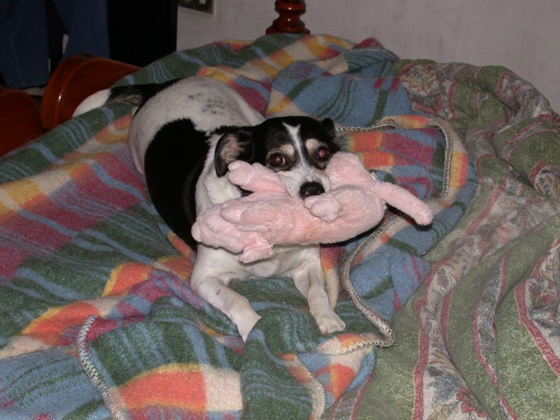 Attacco feroce di cane su porco (immagini crude)