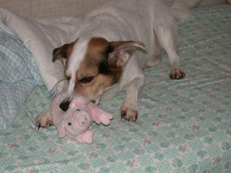 Attacco feroce di cane su porco (immagini crude)