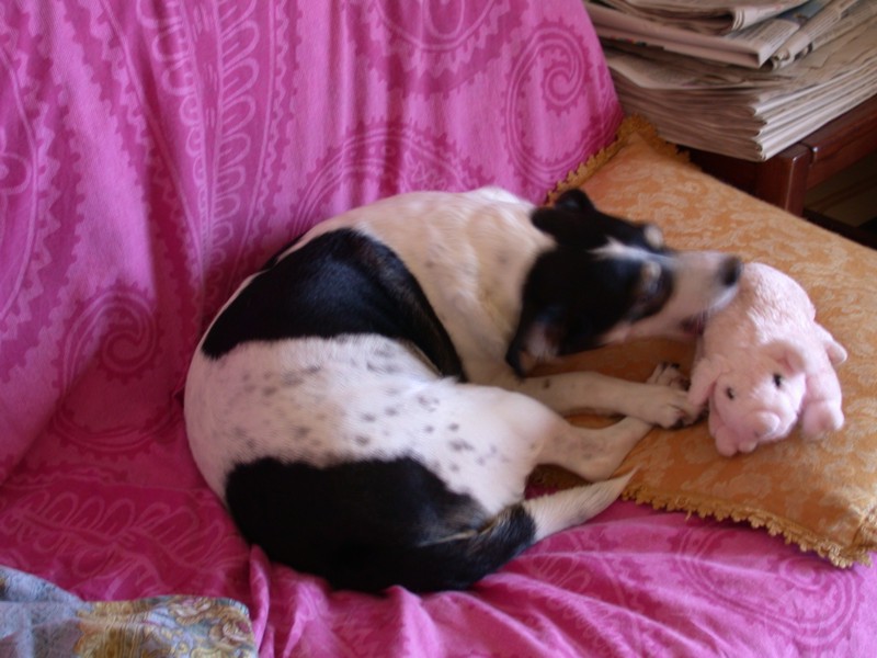 Attacco feroce di cane su porco (immagini crude)