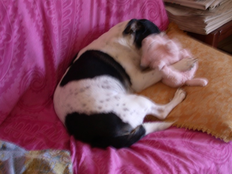 Attacco feroce di cane su porco (immagini crude)