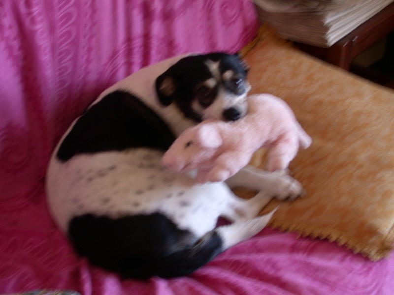 Attacco feroce di cane su porco (immagini crude)