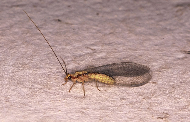 Chrysoperla sp. e Italochrysa italica