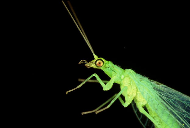 Chrysoperla sp. e Italochrysa italica