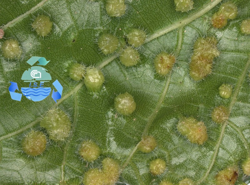 femmina attera fillossera della vite con uova