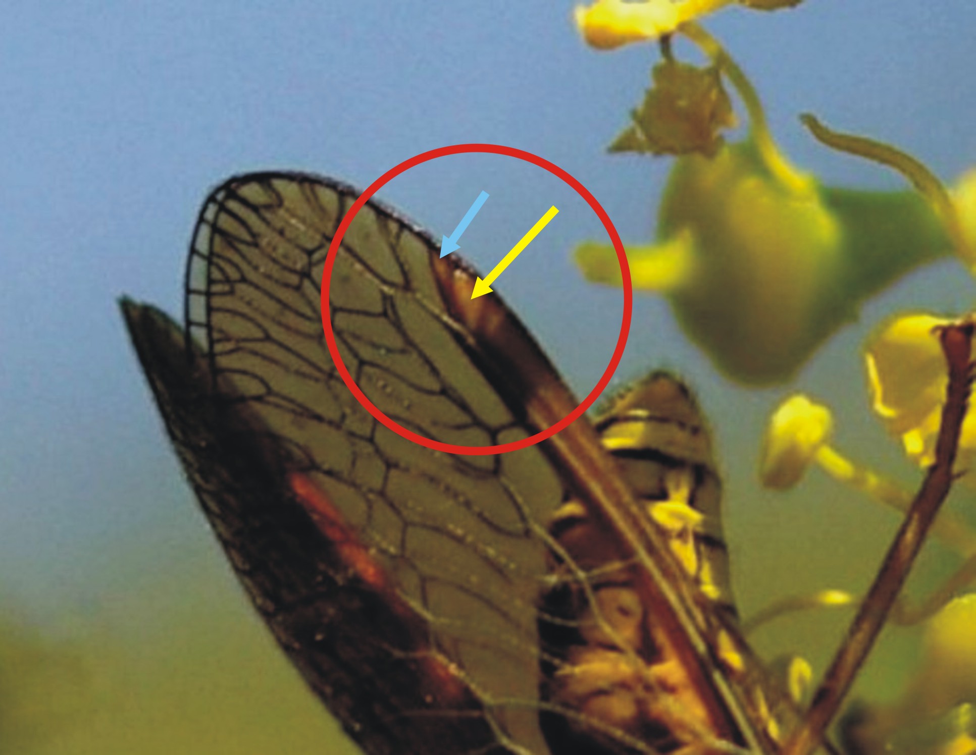 Come riconoscere i Mantispidae