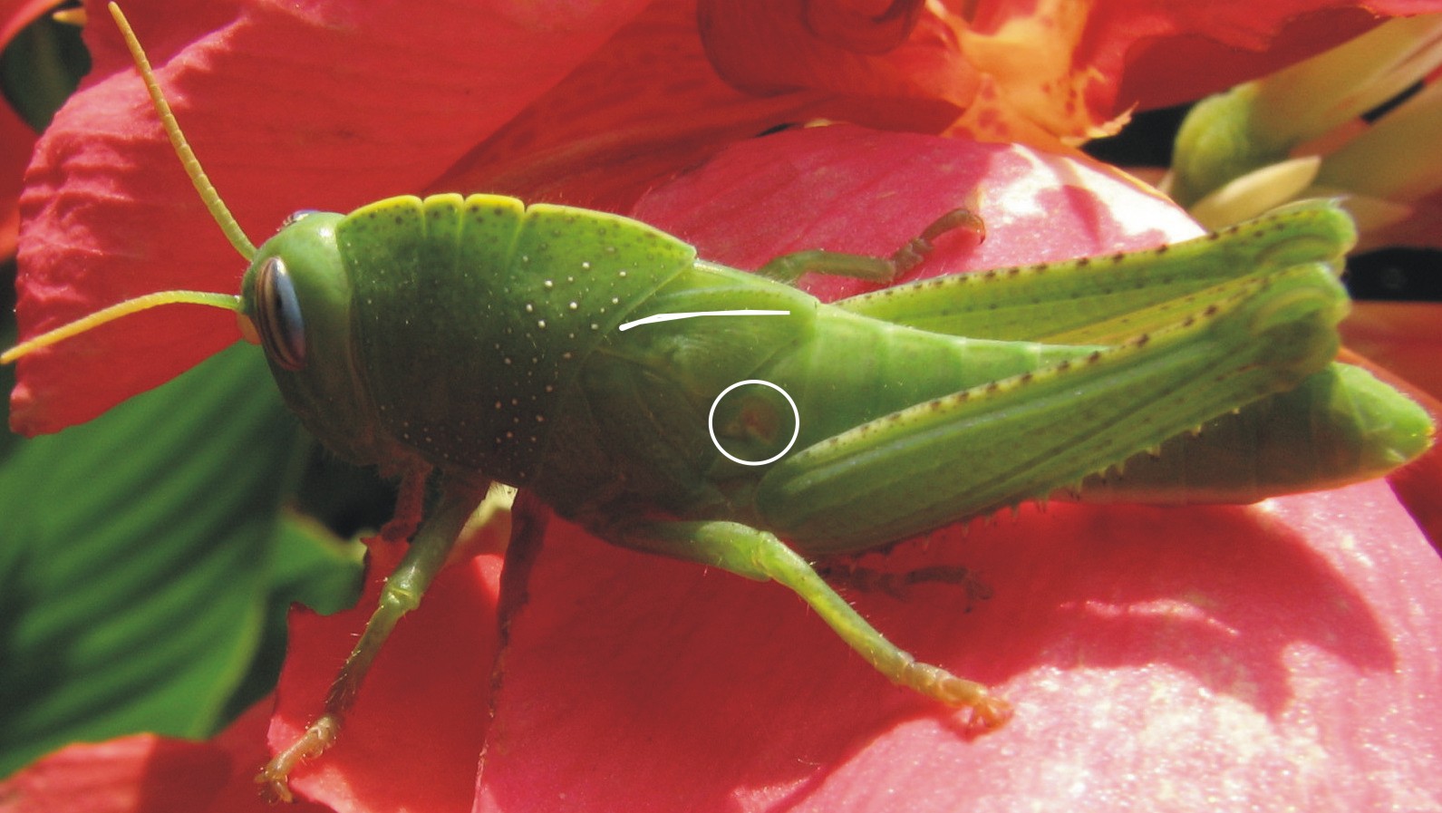 Anacridium aegyptium (ninfa)
