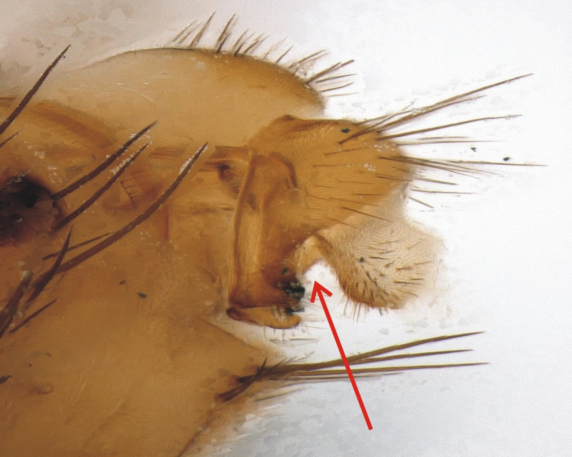 (Tephritidae) Terellia fuscicornis