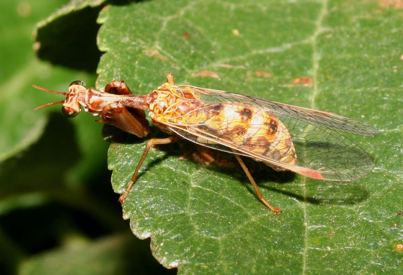 Come riconoscere i Mantispidae