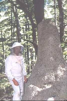 nido di calabroni: Vespa orientalis