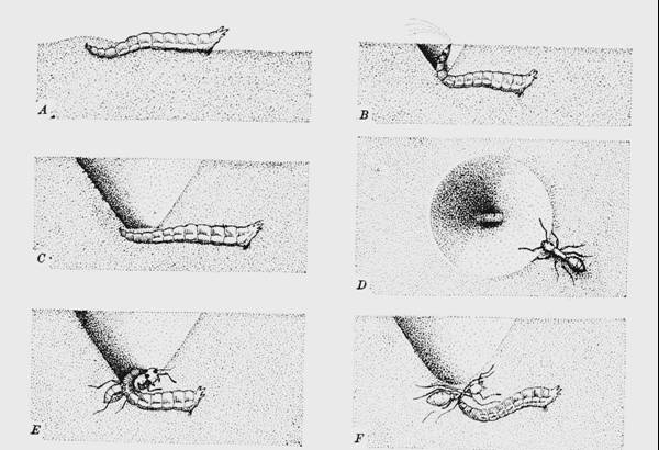 scavatore di imbuti: Vermileo vermileo (Vermileonidae)