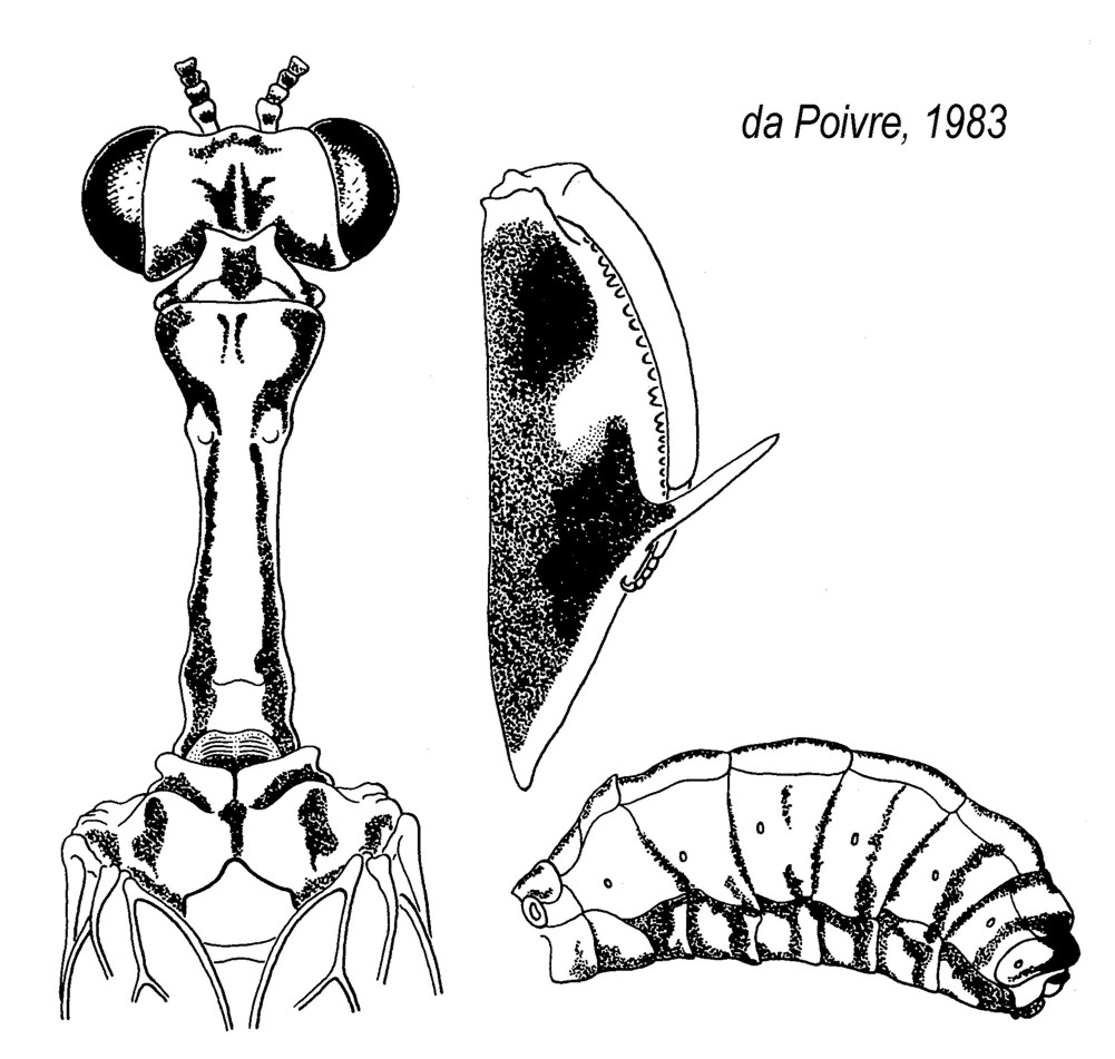 Come riconoscere i Mantispidae