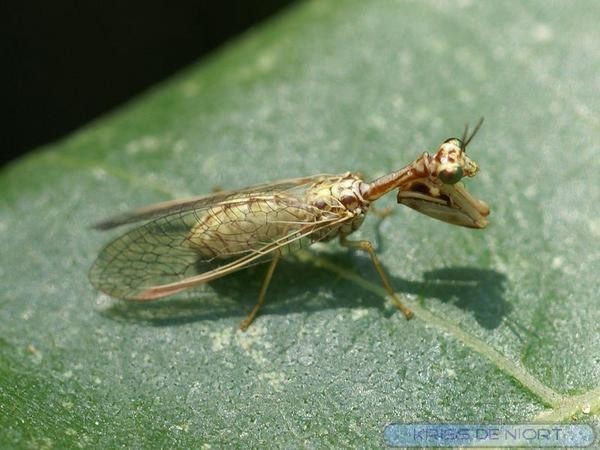 Come riconoscere i Mantispidae