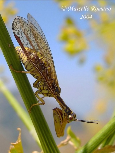 Come riconoscere i Mantispidae