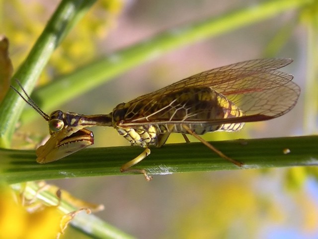 Come riconoscere i Mantispidae