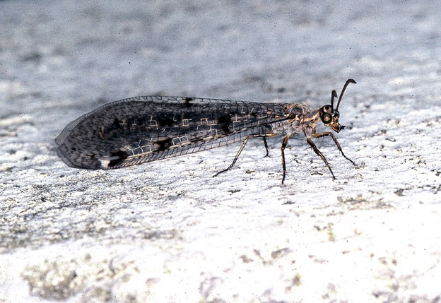 Larva di Dichochrysa sp.