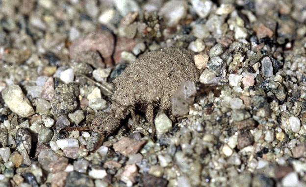 Larva di Dichochrysa sp.