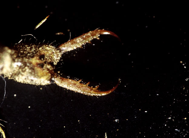 Larva di Dichochrysa sp.