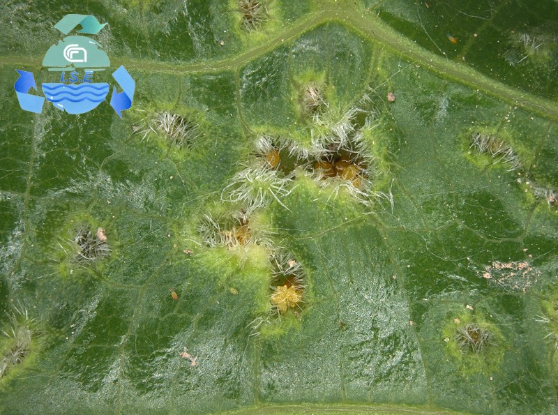 femmina attera fillossera della vite con uova