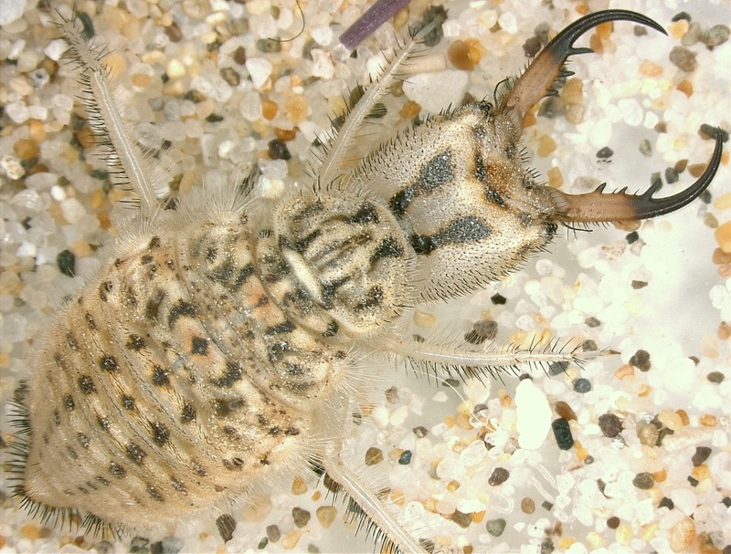 [Acanthaclisis occitanica larva] Tagliole nella sabbia
