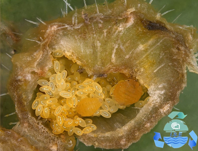 femmina attera fillossera della vite con uova