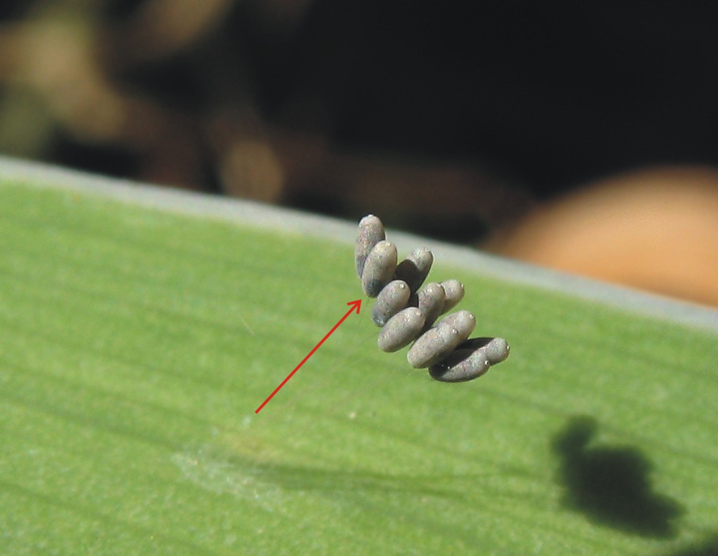 Uova a mazzetto di Dichochrysa