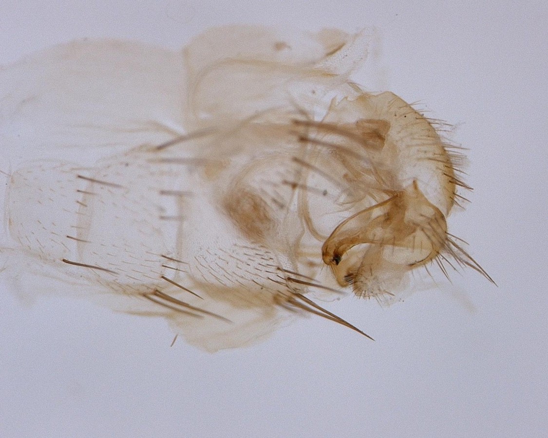 (Tephritidae) Terellia fuscicornis