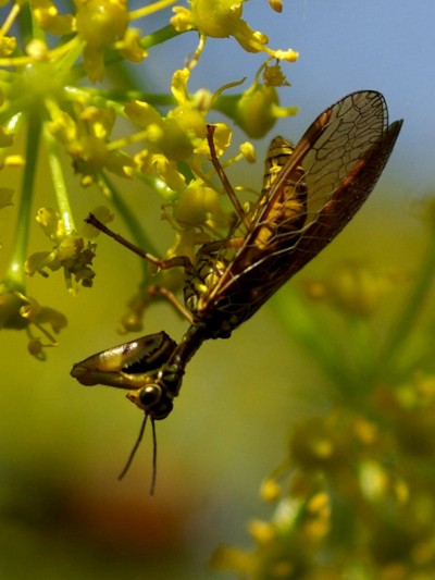 Come riconoscere i Mantispidae