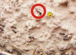 Quiz (Camponotus lateralis e Crematogaster scutellaris)