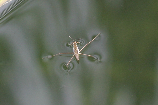 Gerris sp.