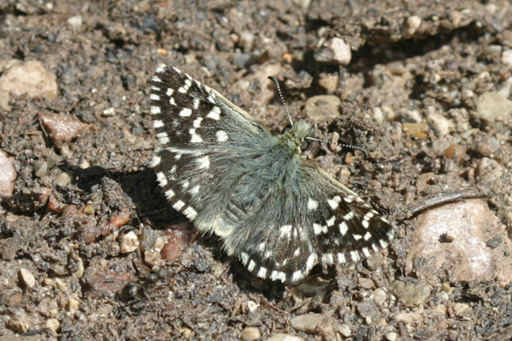 Pyrgus sp.