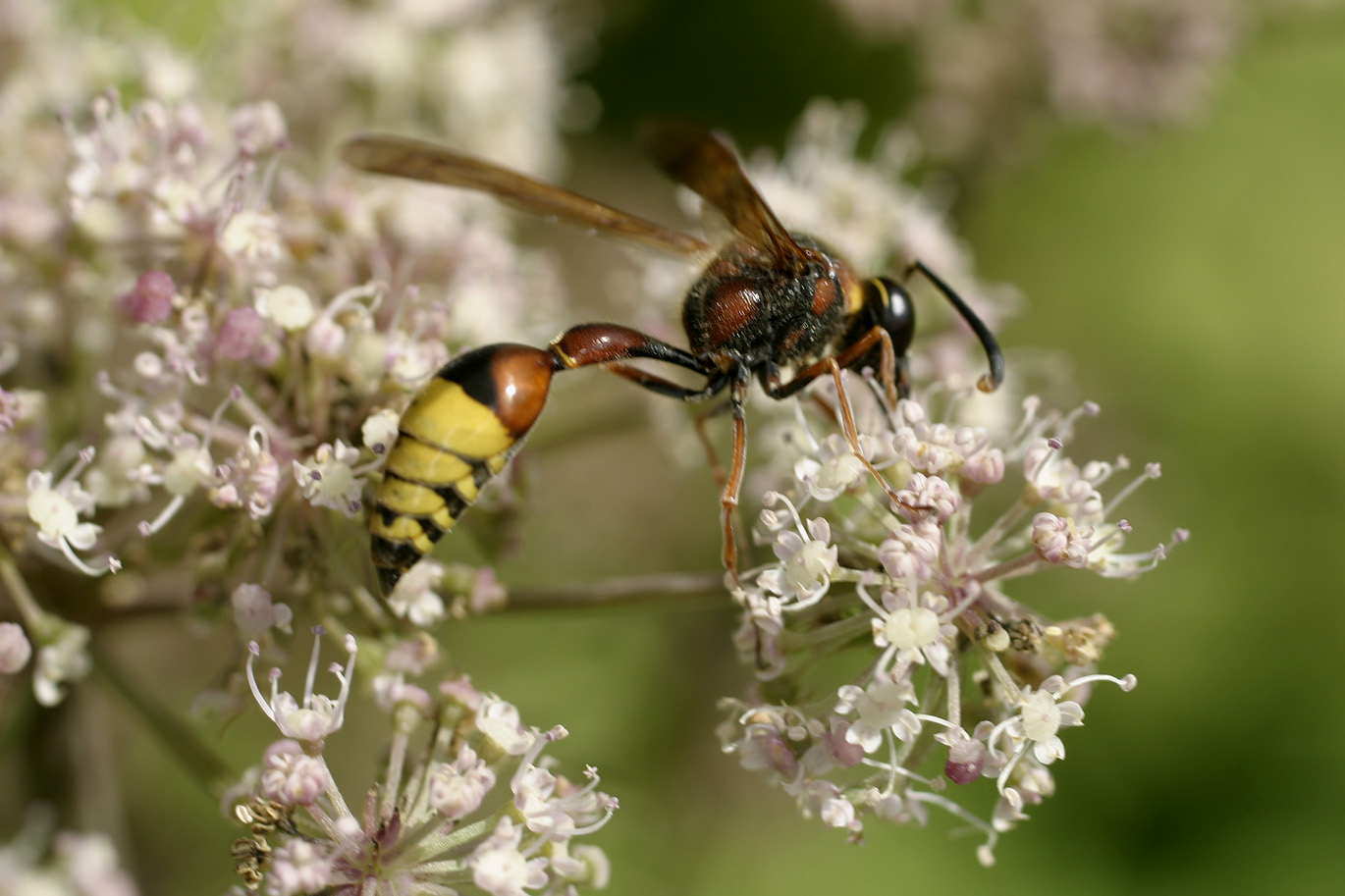 Delta unguiculatum (Vespidae Eumeninae)